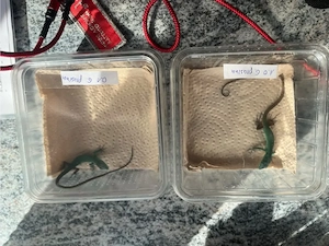 1.1 Gastropholis prasina 