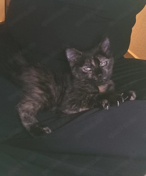 Baby Katze abzugeben