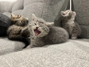 BKH EKH Mischlings Kitten 