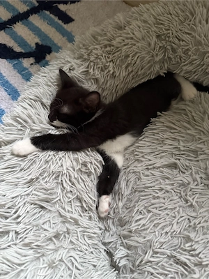 baby katze Bild 5