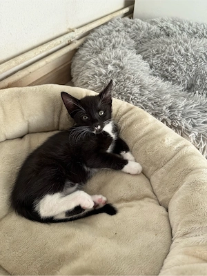 baby katze Bild 2