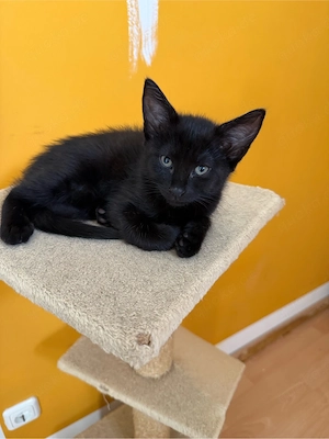 baby katze Bild 3