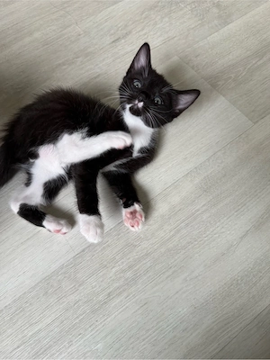 baby katze Bild 6