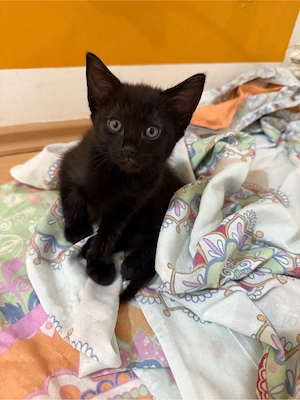 baby katze Bild 4