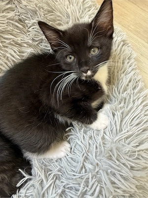 baby katze Bild 8
