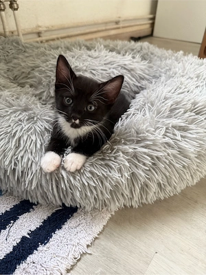baby katze Bild 7