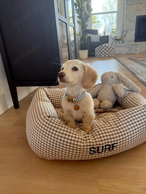 Teckelpuppy's beschikbaar