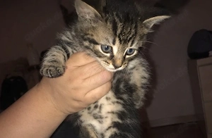 Norwegische Waldkatze Kitten Katzenbaby männlich 