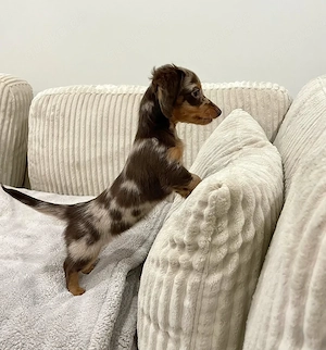 Teckelpuppy's beschikbaar