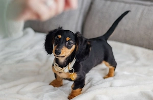 Teckelpuppy's beschikbaar