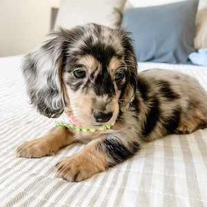Teckelpuppy's beschikbaar
