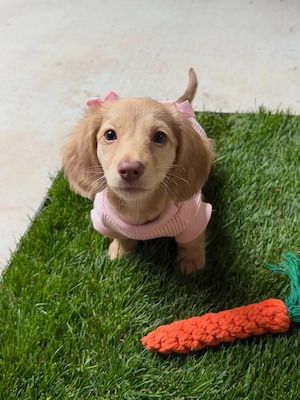 Teckelpuppy's beschikbaar