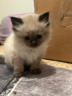 Wunderschöner Birma-Kater sucht liebevolles Zuhause     