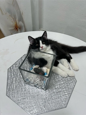 BKH-Heilige Birma mix Katzen Babys 2X geimpft ,mehrfach entwurmt ,mit starter Paket