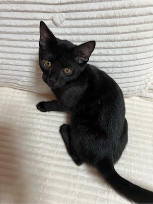   Bengal Mix Katzenbabys  wunderschöne Kater suchen ihr Für-immer-Zuhause    