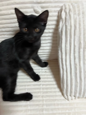   Bengal Mix Katzenbabys   3 wunderschöne Kater suchen ihr Für-immer-Zuhause    