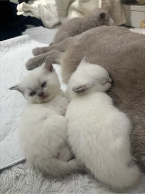 Bkh kitten 