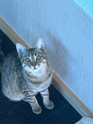 Katze  Kitten weibl. 6 monate jung