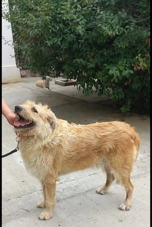 Dave, 4 Jahre, 55 cm, hundeverträglich 