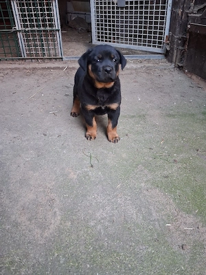 Rottweiler Mischlingswelpen