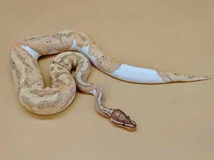 1.0 Banana Piebald (bitte genau durchlesen)