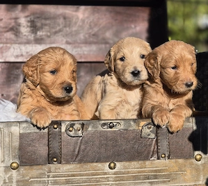 Goldendoodle Welpen F1 suchen liebevolle