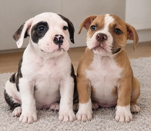 Old English Bulldog Welpen