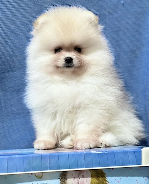 Wunderschöne Pomeranian   Zwergspitz Welpen!!