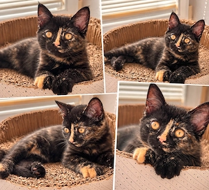 Unsere letzten beiden Perser-BKH-Mix Kitten suchen noch ihre neuen Dosenöffner.