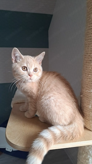 Britisch kurzhaar Kater mit Stammbaum BKH creme