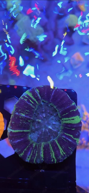 Scolymia Homophyllia Australis