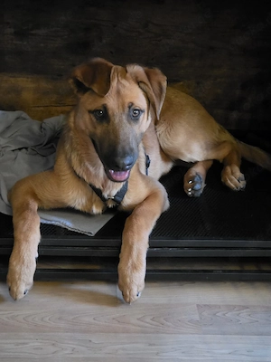Belgischer Schäferhund Malinios Welpe Hündin 