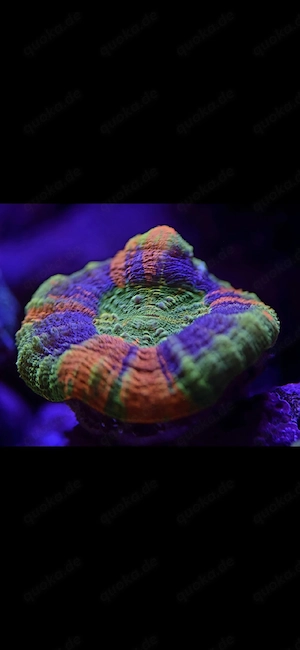 Scolymia Master Grade Homophyllia Australis