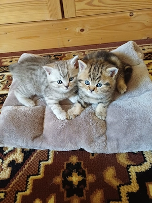 Britische Langhar Katzen 