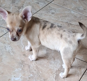 Chihuahua welpe