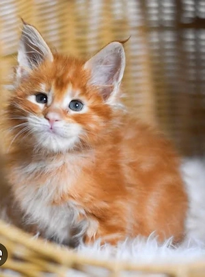Gesellige, reinrassige Maine-Coon-Kätzchen (männlich und weiblich)