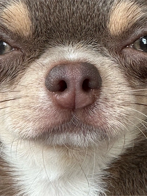 Chihuahua m und w