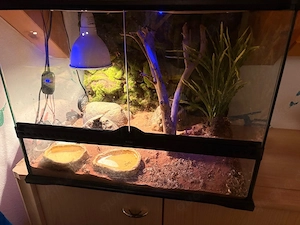 Terrarium mit komplettem Zubehör & Leopardgecko