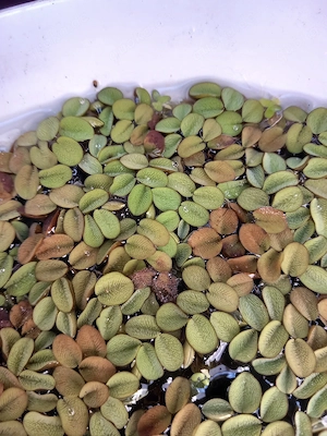 Bis 3.10! Aquarium  Teich Salvinia Schwimmpflanzen