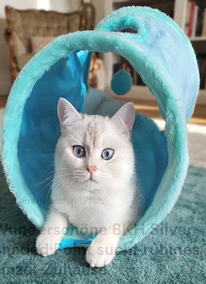 Wunderschöne BKH-Katze "Aria" (Silver Shaded Point) sucht ein neues Zuhause