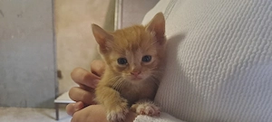 Zahmer, kinderlieber roter Kater sucht ein liebevolles Zuhause ab Anfang Oktober