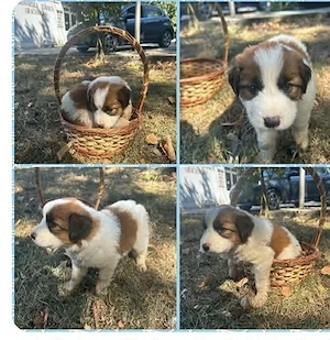Jimmy im Tierheim in Bosnien, sucht ein Zuhause