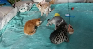 *BKH*  Mix Kitten 