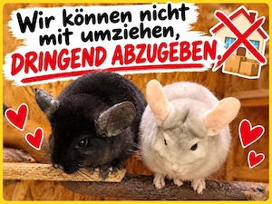 2 Chinchilla wegen Umzug dringend in liebevolle Hände abzugeben 