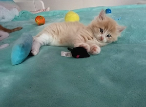 *BKH*  Mix Kitten 