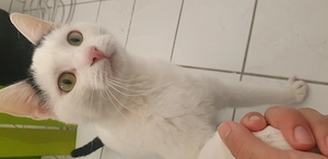 Kater abzugeben 