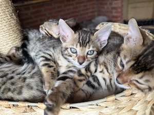 4 Süße Bengal Kitten suchen Ihr Zuhause 