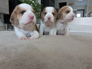 3 Beagle Welpen vom Rheinufer suchen ein Zuhause 