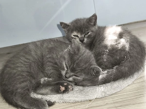 Bkh kitten suchen schönes Zuhause 