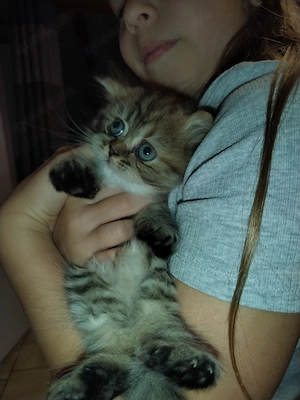 BKH Kitten Kätzchen Abgabe ab 18.10